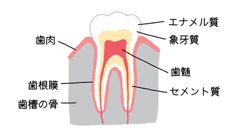 根管治療と歯髄炎について
